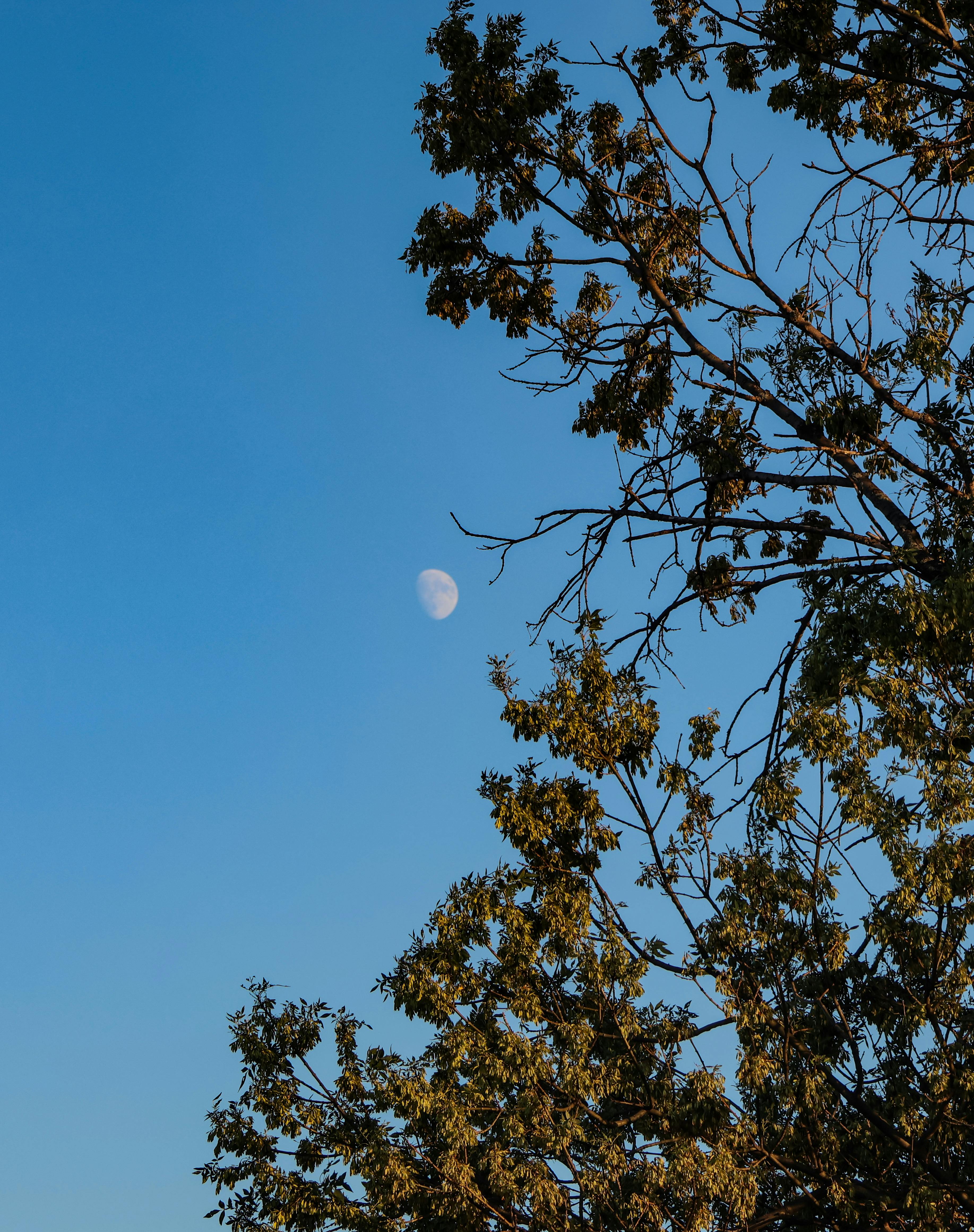 moon-phase-photos-download-the-best-free-moon-phase-stock-photos-hd