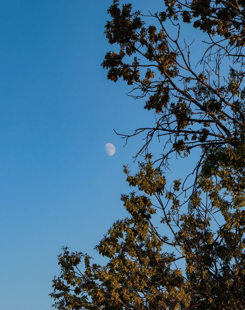Free Captivating image of a half moon in a clear sky with silhouetted tree branches, creating a tranquil scene. Stock Photo