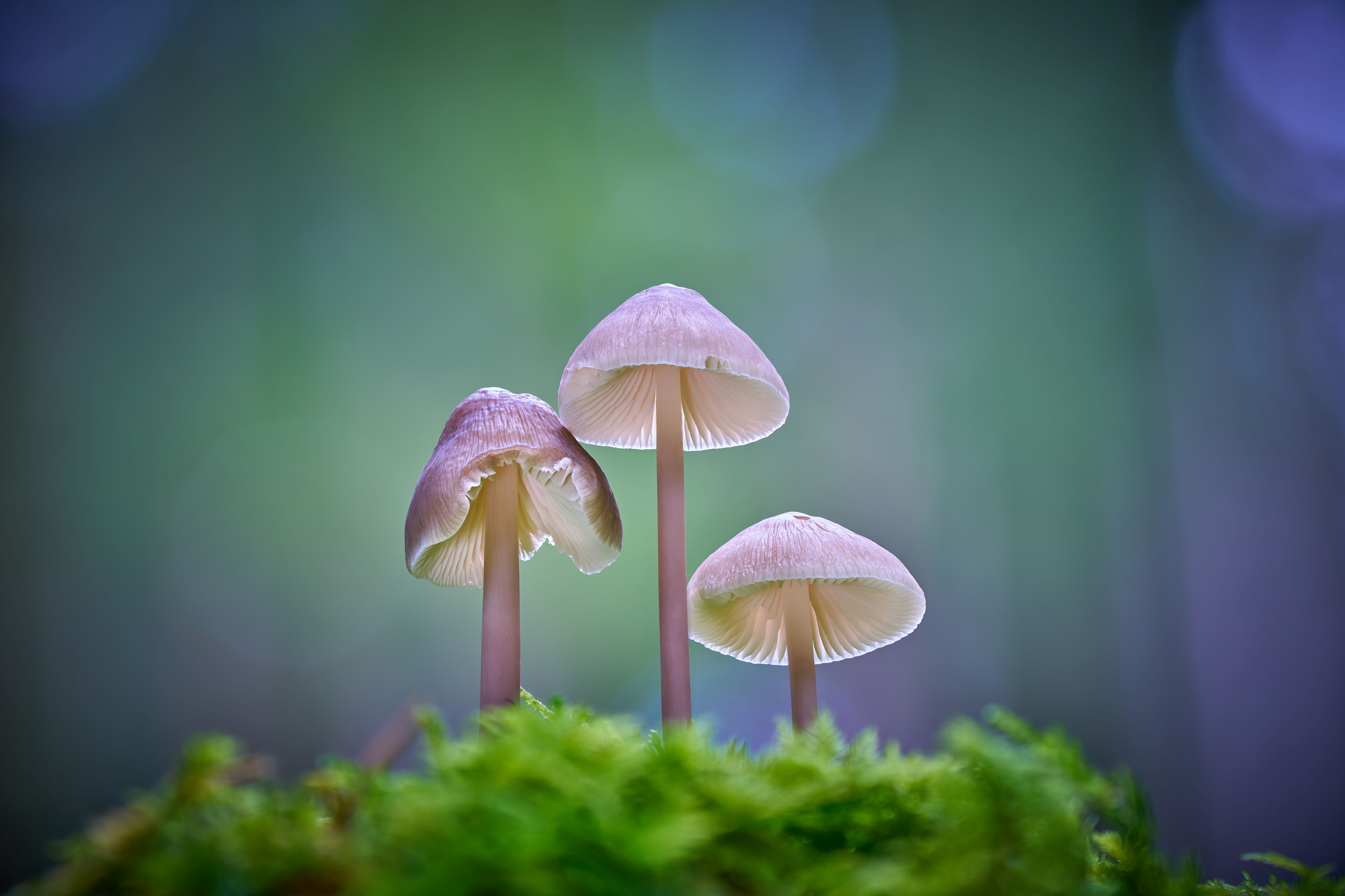 Psilocybin: A Clinician’s Guide to Pharmacological Interactions — Photo by Tommes Frites on Pexels