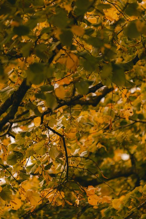 Free Golden autumn leaves create a warm, serene scene in Leeuwarden, Friesland. Stock Photo