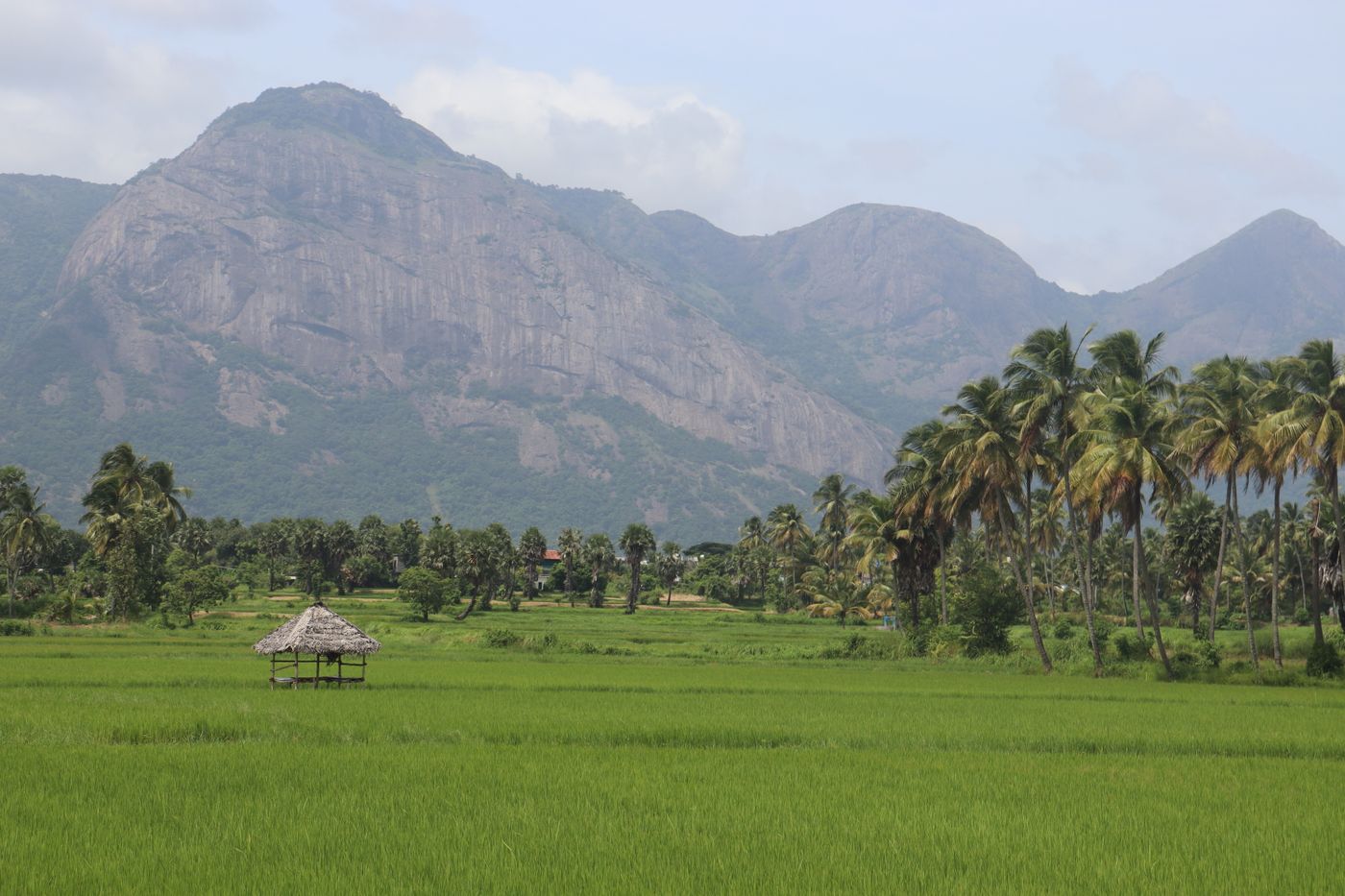 Green paddy fields backed by the Western Ghats