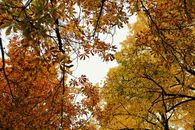 Stunning fall foliage forms a colorful canopy with vibrant hues of autumn leaves.