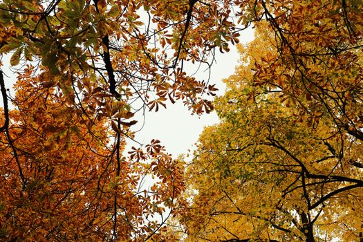 Stunning fall foliage forms a colorful canopy with vibrant hues of autumn leaves.