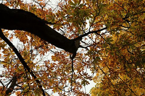 Free Beautiful autumn tree branches with vibrant foliage viewed from below against a clear sky. Stock Photo