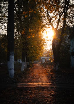 Serene autumn path with sunlight filtering through trees, creating a warm, inviting atmosphere.