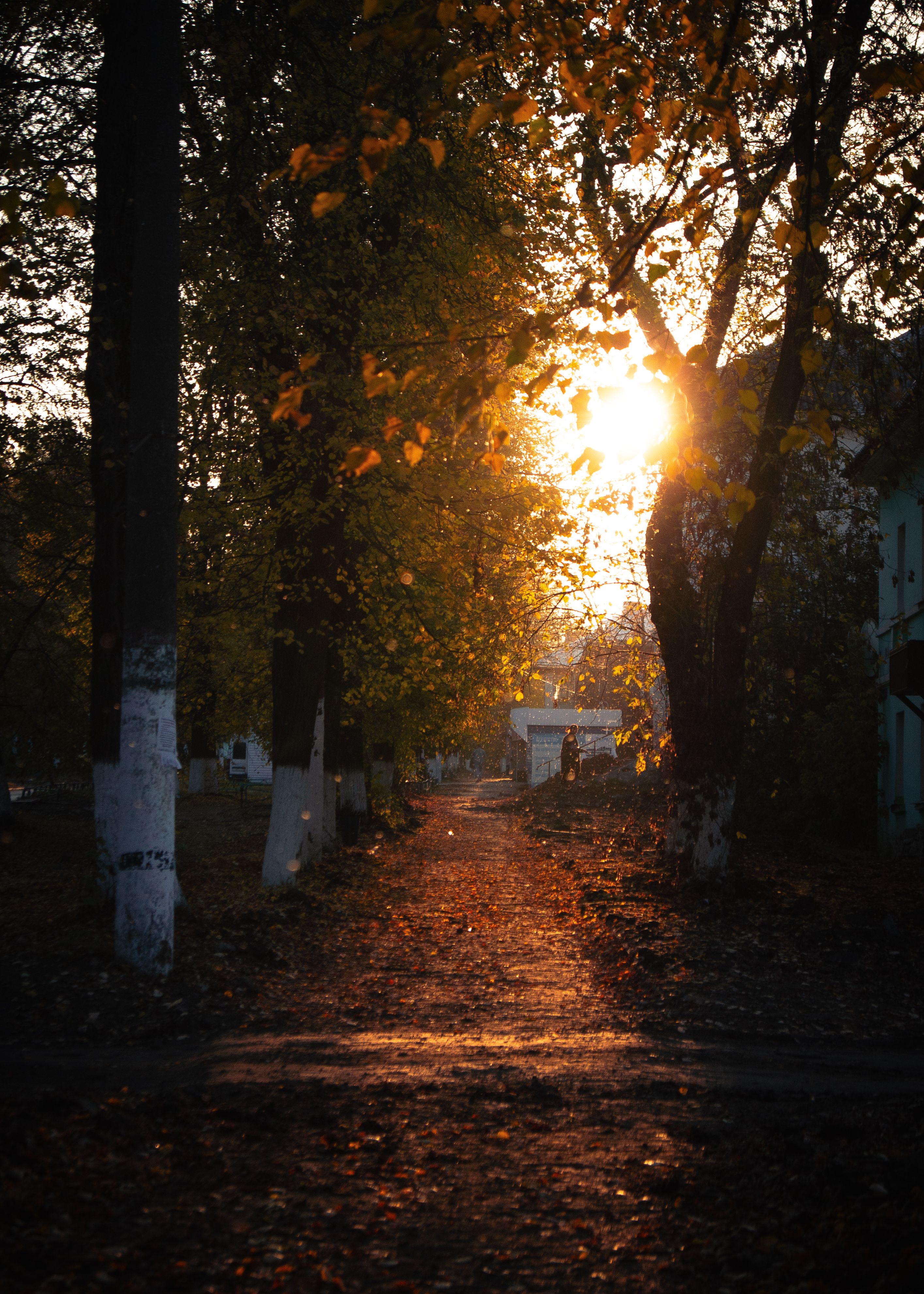 Sunlit Autumn Pathway with Falling Leaves · Free Stock Photo