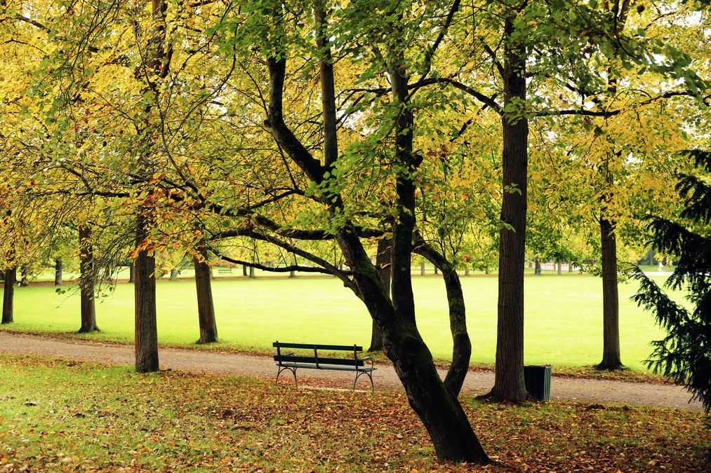 Banc vide au bord d’un chemin dans un parc aux feuillages d’automne. Photographie d’illustration, pas un événement BLINKY+.
