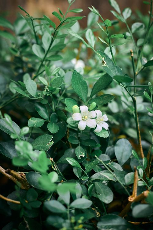 Free Close-up of lush green foliage with delicate white jasmine flowers in bloom. Stock Photo