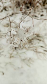 Close-up of a snow-covered plant with delicate frosty branches in winter.
