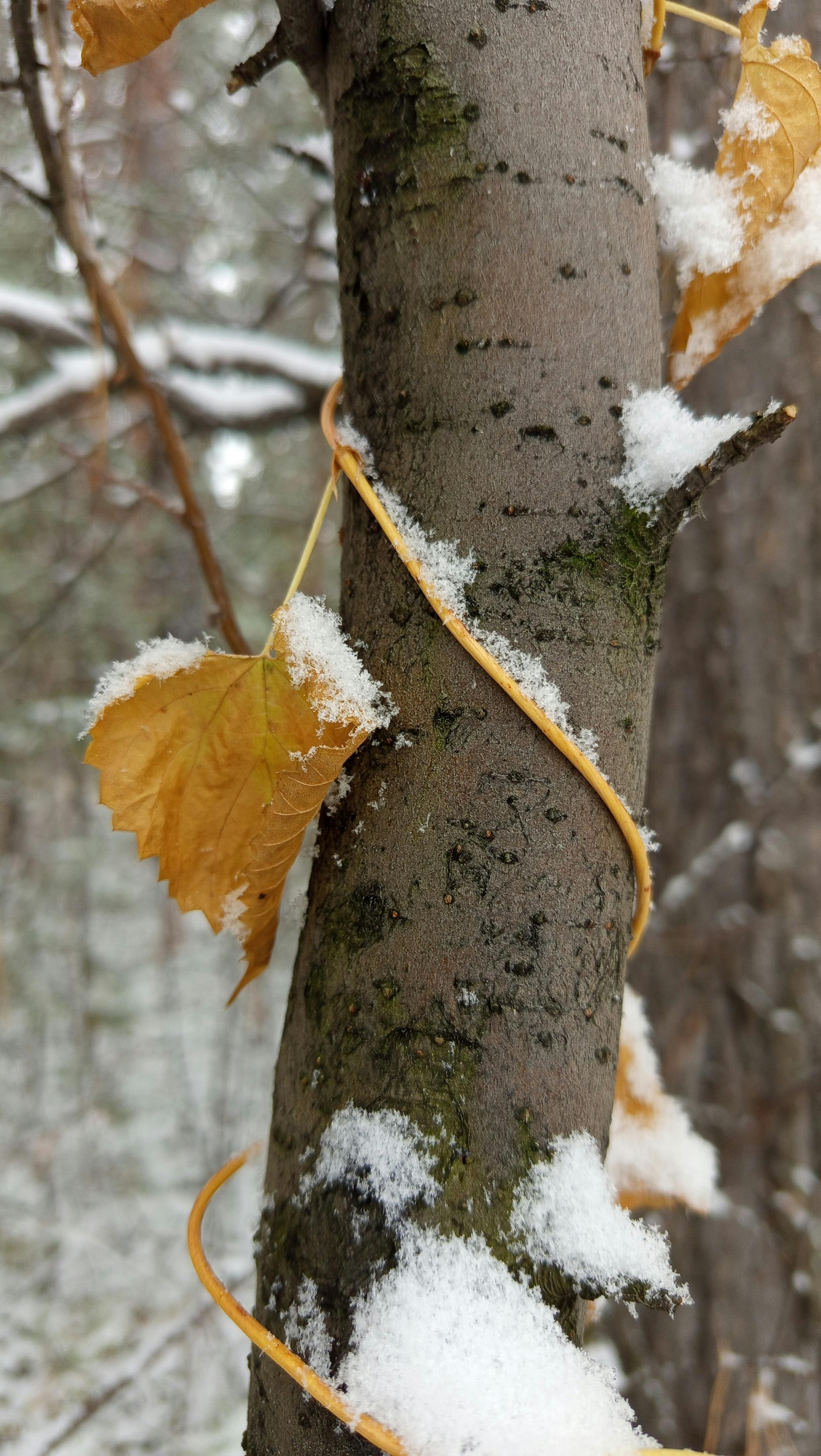 Tree trunk wrapped with vine and autumn leaves, dusted with snow in a winter forest.