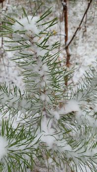 A close-up of a pine branch covered in fresh snow, capturing the essence of winter.