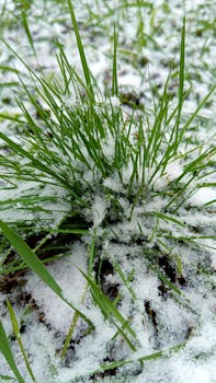 Vibrant green grass blades covered with a light dusting of fresh snow, signaling early winter.