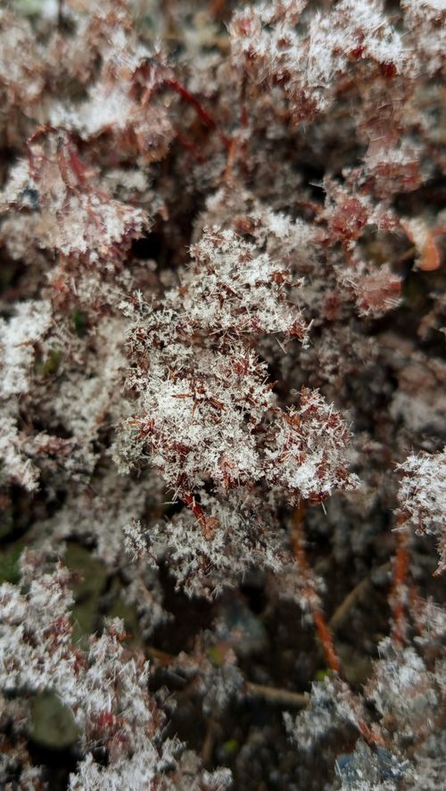 Free Close-up view of plants covered in frost during wintertime. Stock Photo