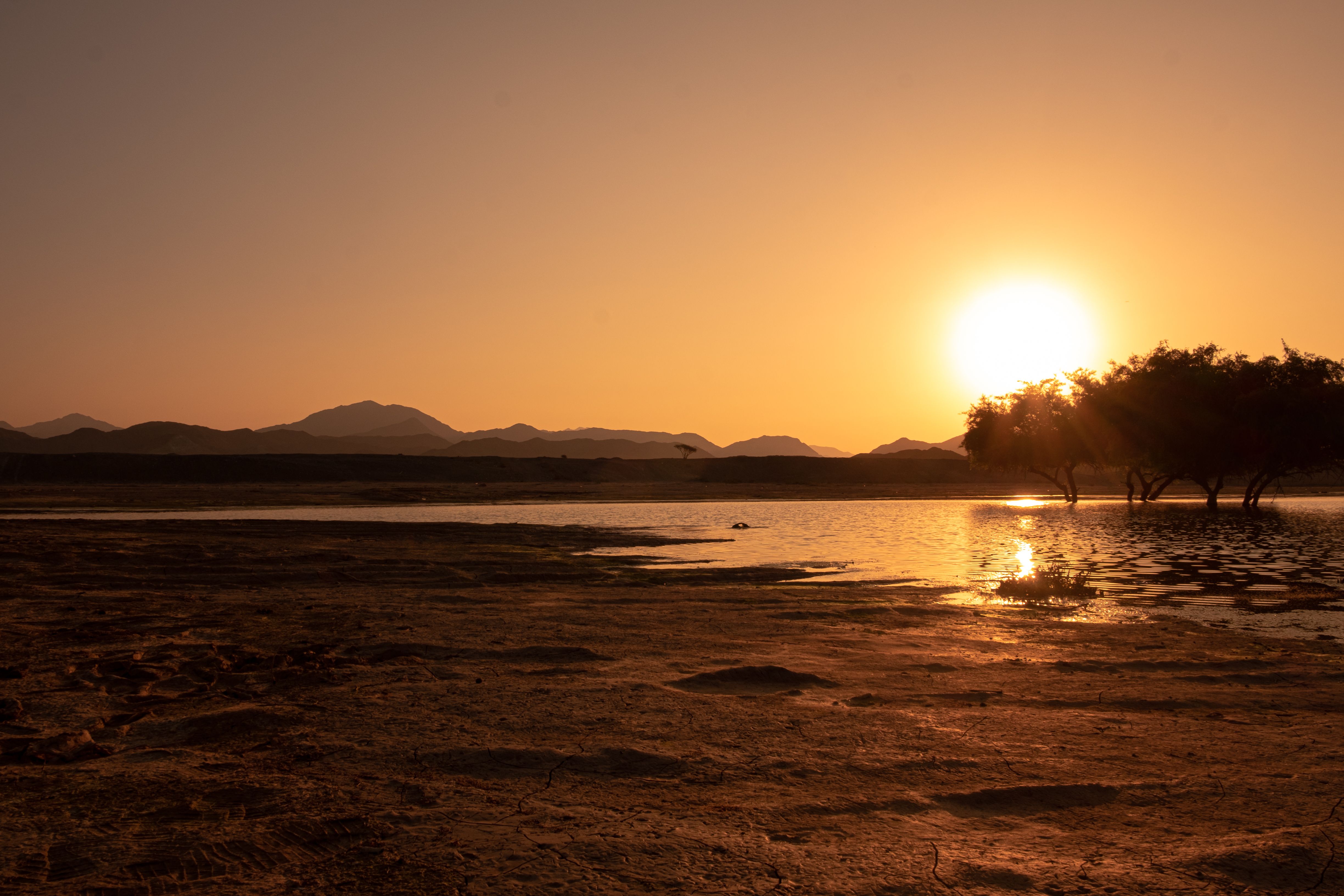 The solitary Tree of Life standing in the desert landscape of Bahrain
