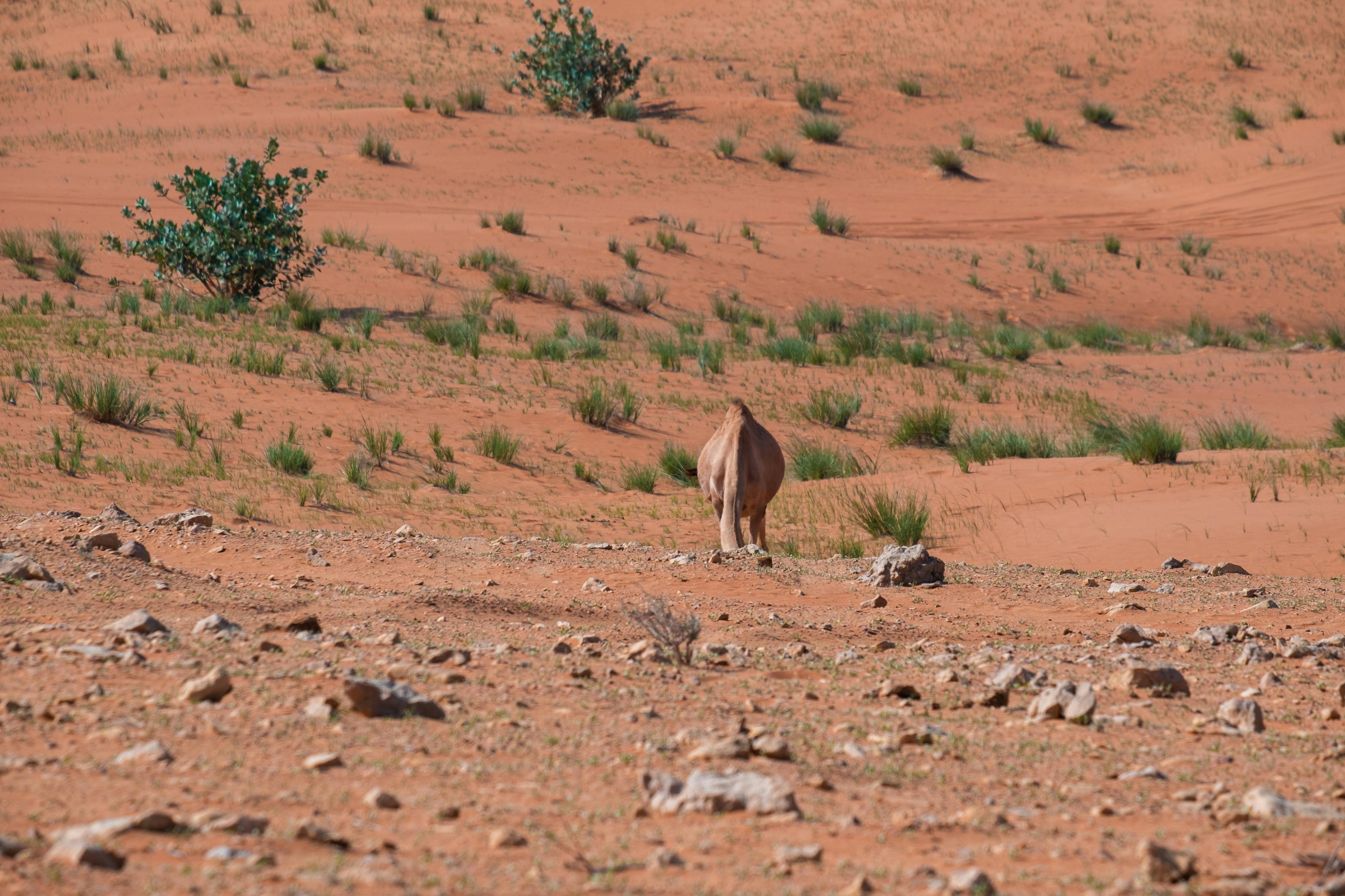 back view of a camel in desert landscape