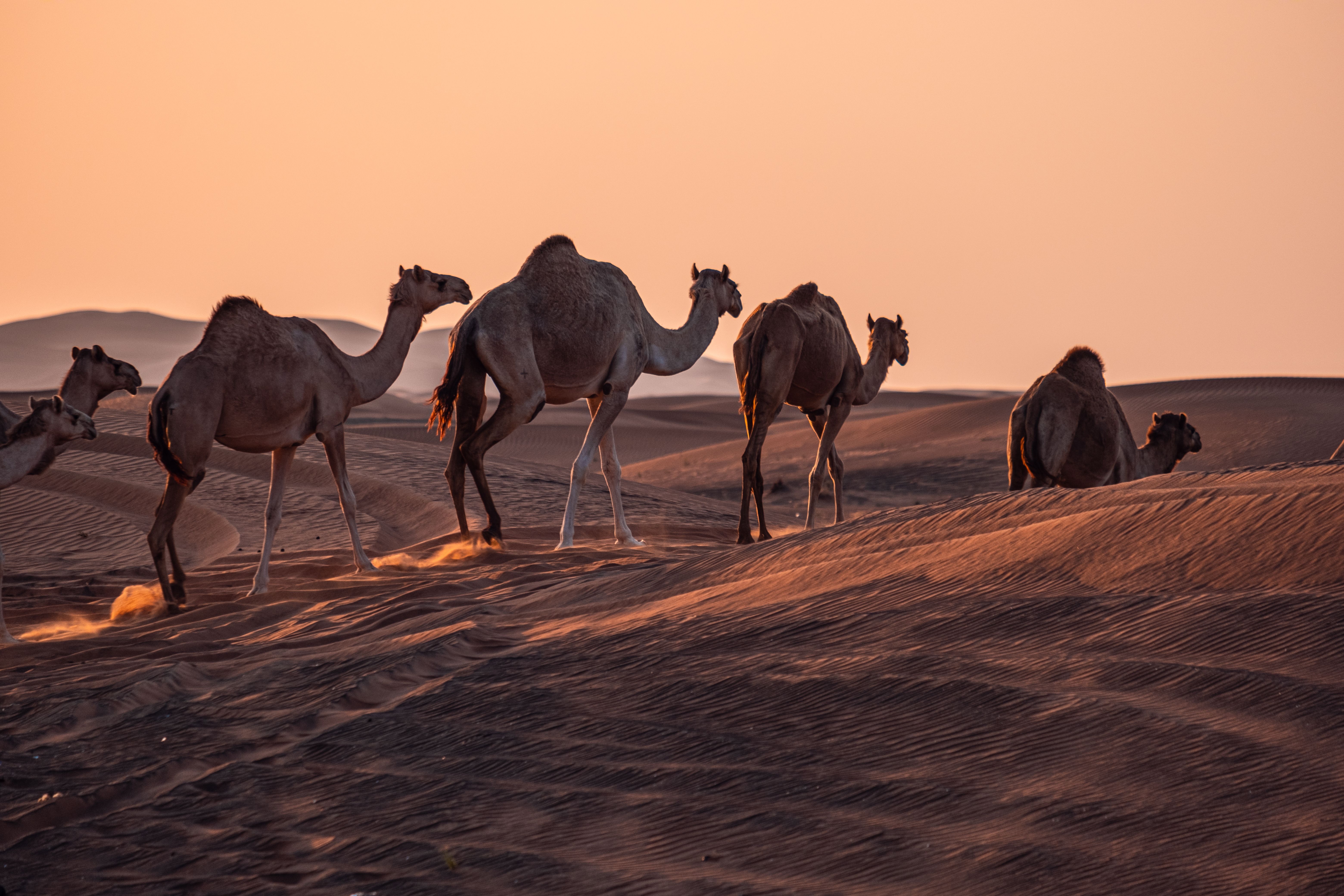 Saudi Arabia Itinerary 7 Days: Riyadh, Jeddah and AlUla from India