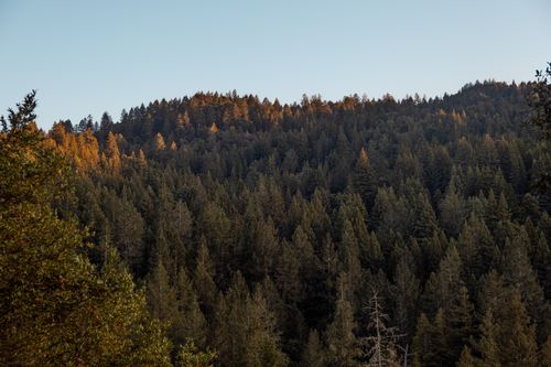 Free Peaceful forest view with dense trees under a clear sky. Stock Photo