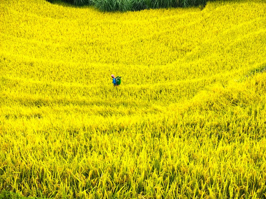 Seasonal landscape in Binh Lieu, Quang Ninh, Vietnam, golden rice terraces and local villagers walking along mountain paths in autumn light, highly detailed travel photography