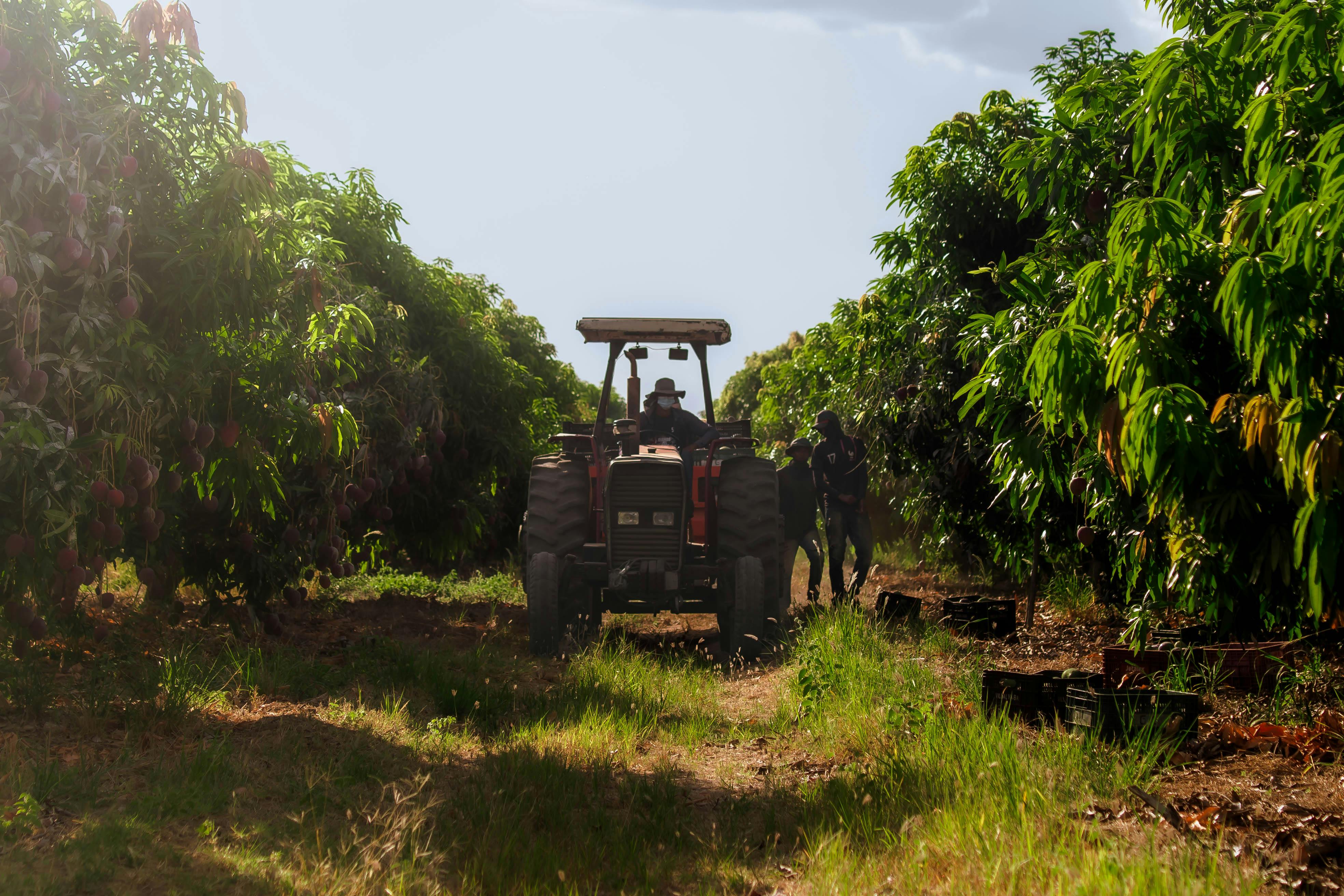 Tractor working in lush mango orchard