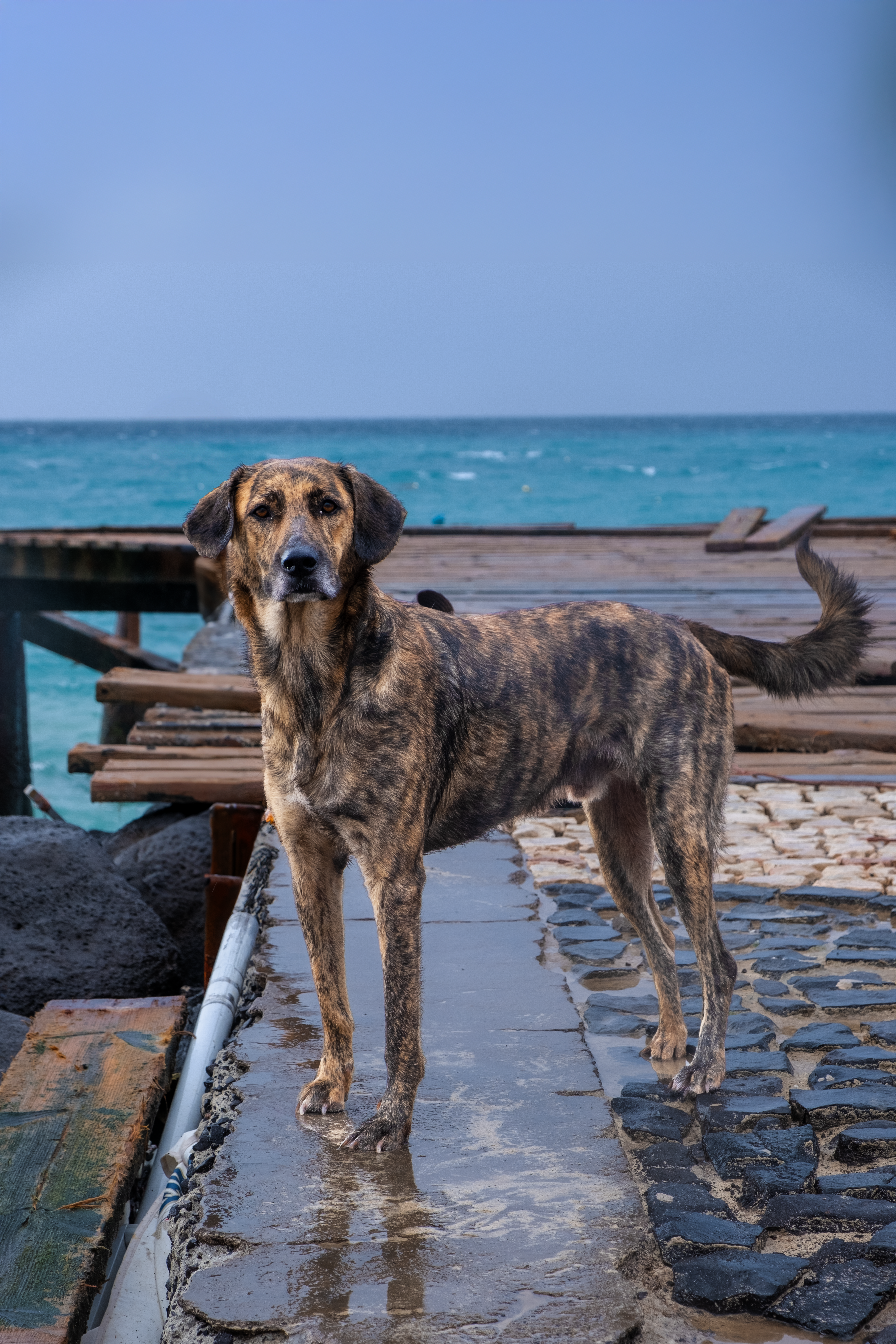 A solitary dog stands on a pier in Santa Maria, Cabo Verde, with the ocean as a backdrop.