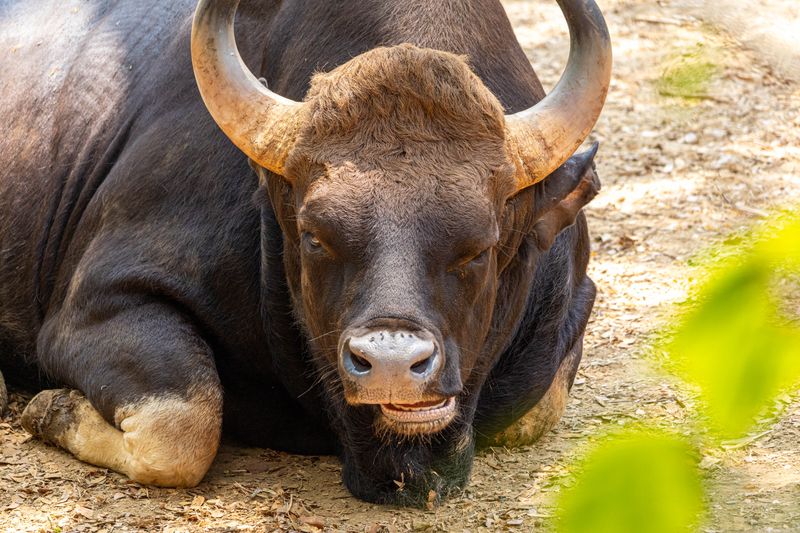Indian Gaur (Bison)