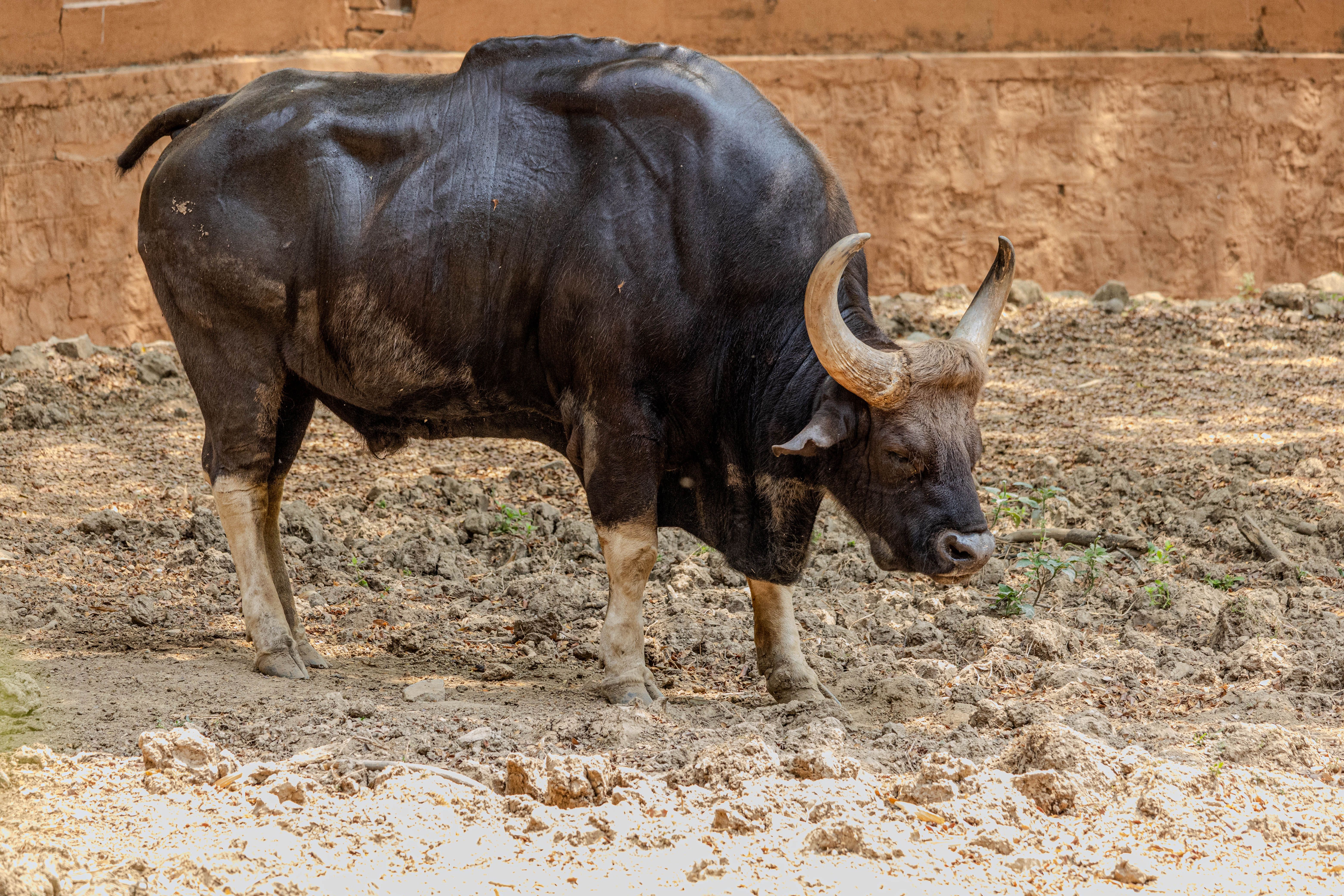 Powerful Indian gaur standing in a dry enclosure, showcasing its muscular build and large horns.
