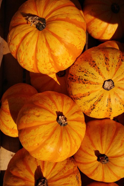 Free Close-up of bright orange pumpkins stacked together, showcasing autumn harvest vibes. Stock Photo