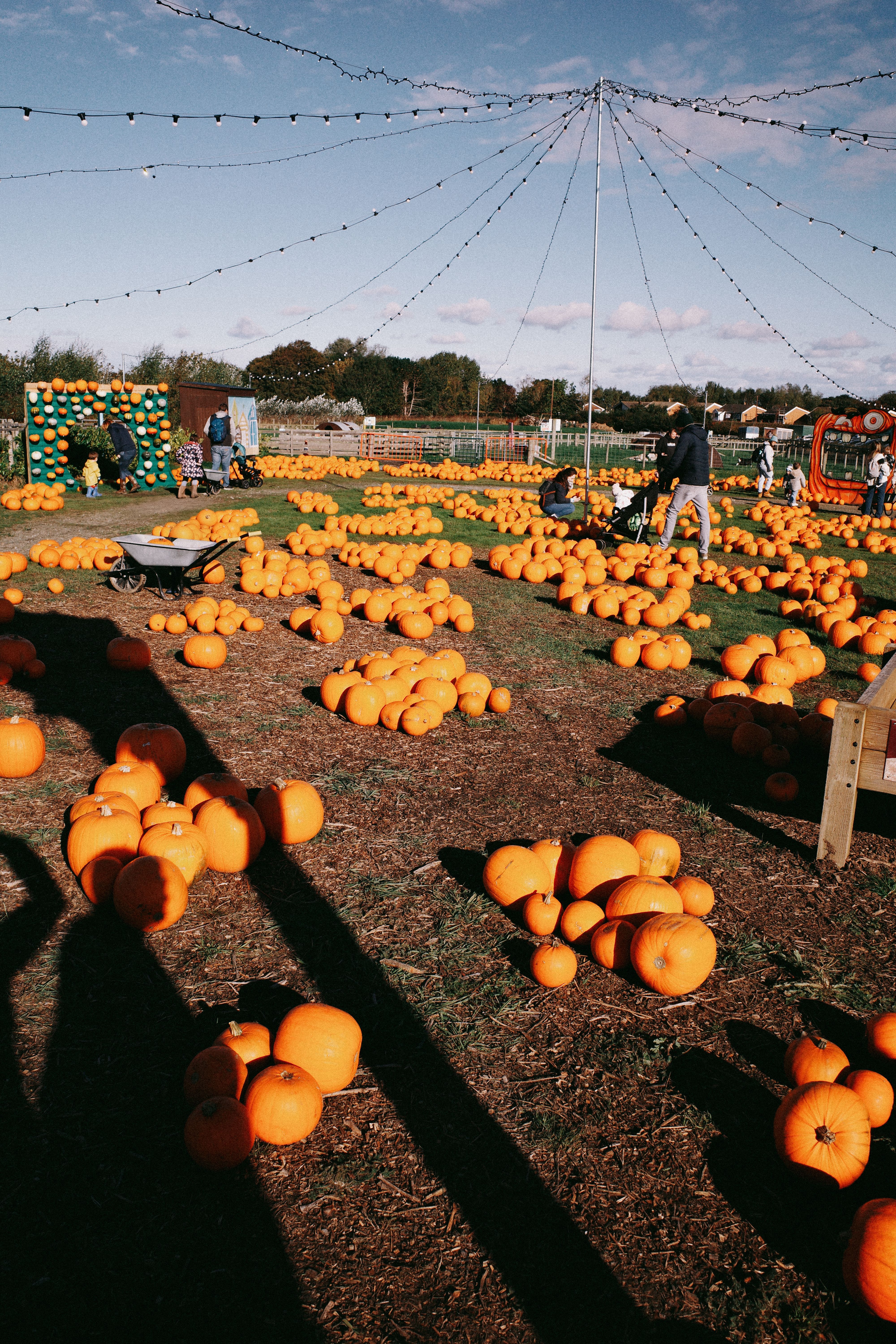 Colorful Pumpkin Patch During Fall Festival · Free Stock Photo