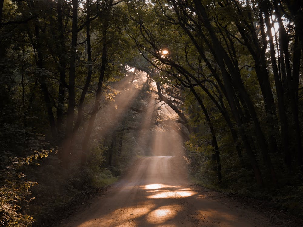 나무 사이로 비치는 햇빛이있는 비포장 된 도로