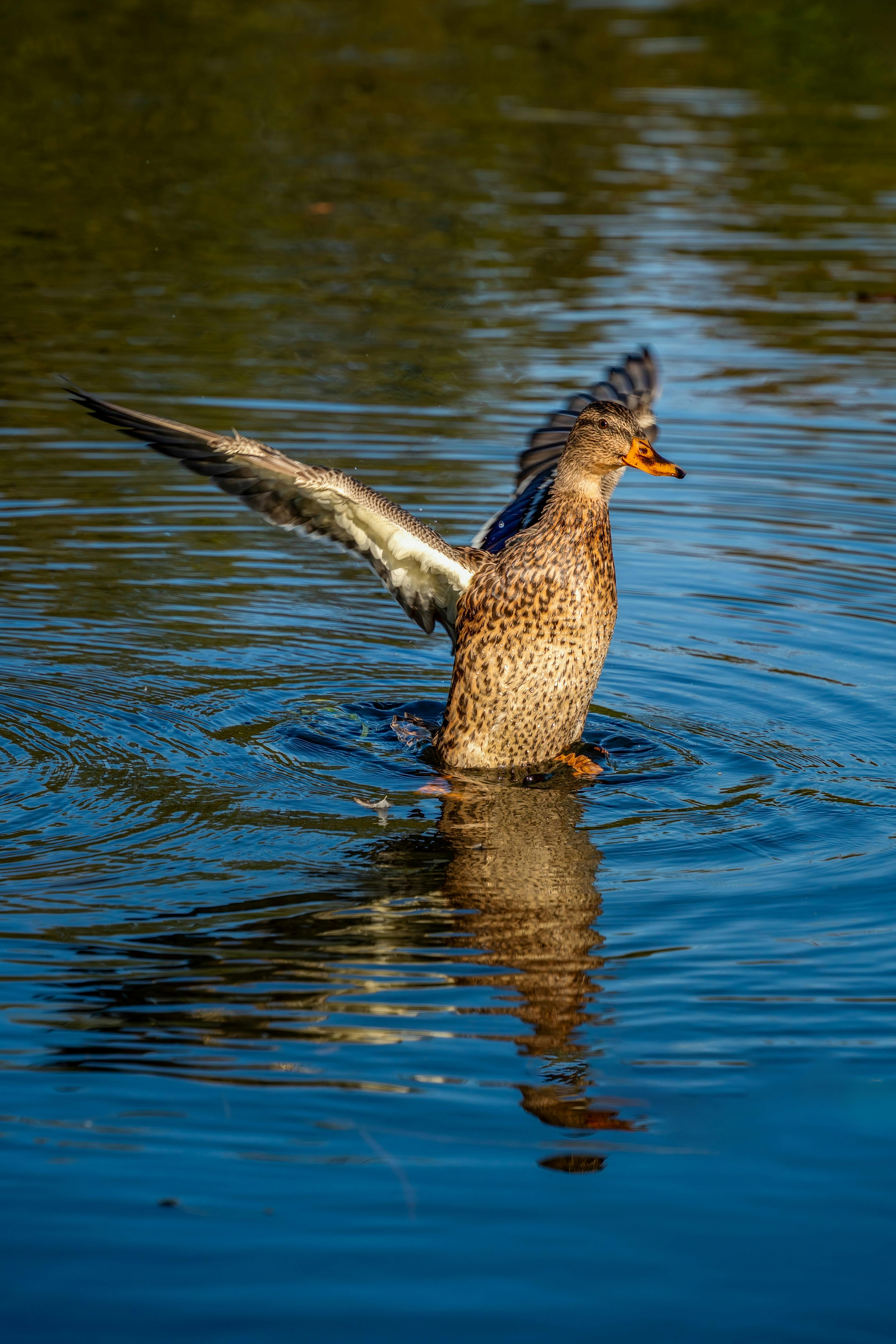 mallard duck spreading wings on a sunny pond