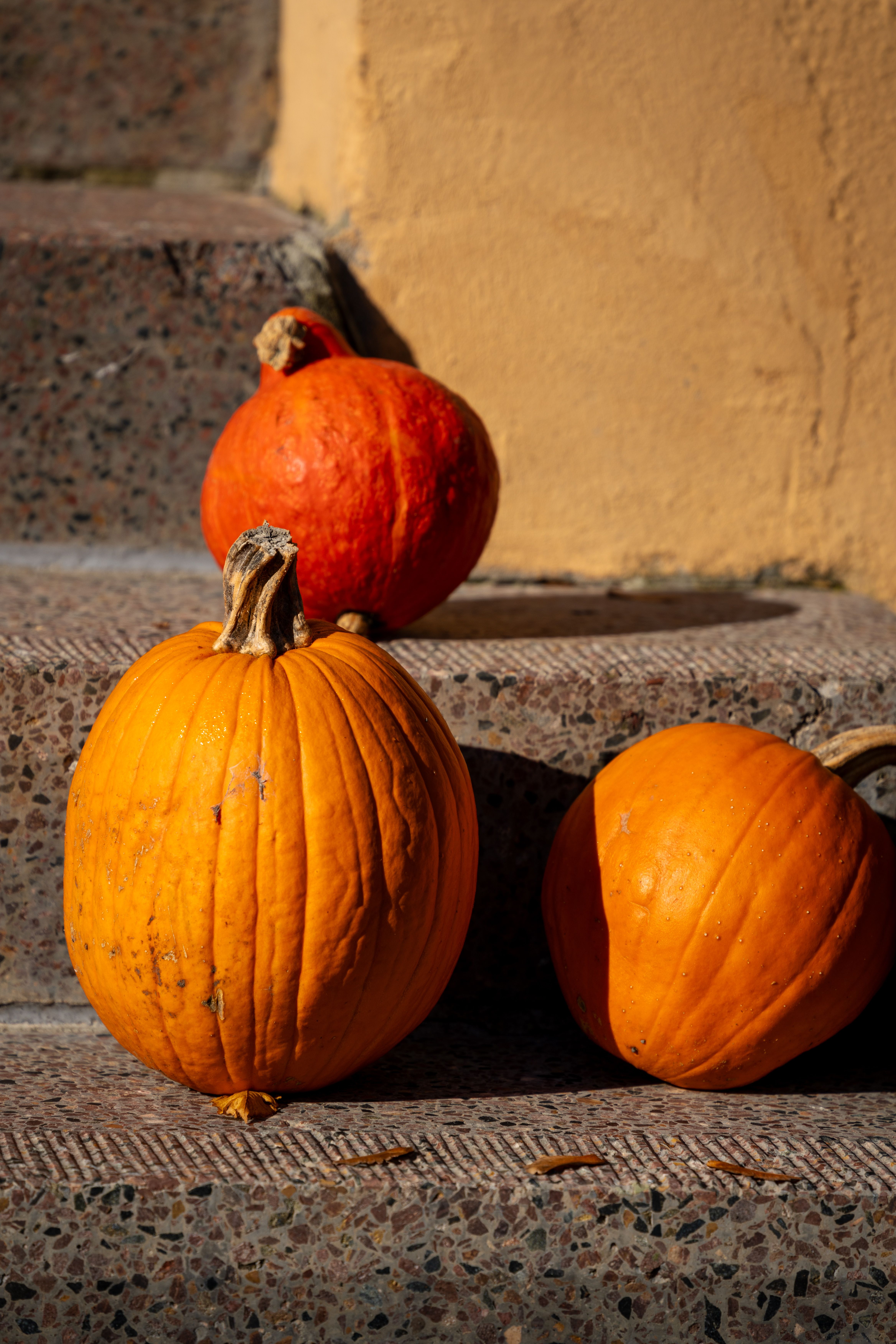 Three pumpkins resting on stone steps in warm autumn light.