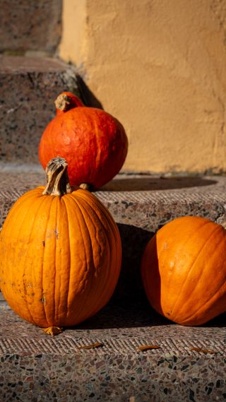 Three pumpkins resting on stone steps in warm autumn light.