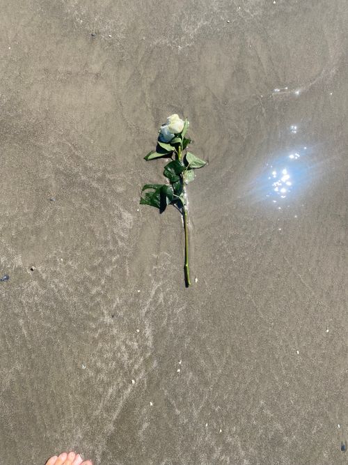 Free white rose, beach, sand, flower on beach Stock Photo