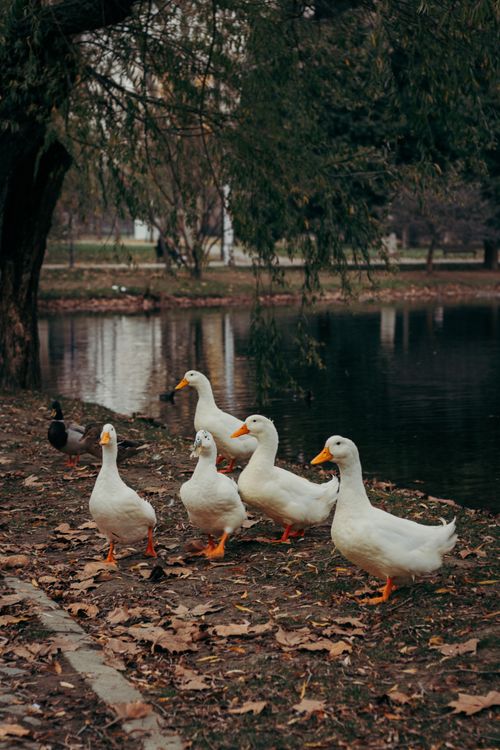 Free Five ducks waddle near a tranquil pond in an autumn setting. Stock Photo
