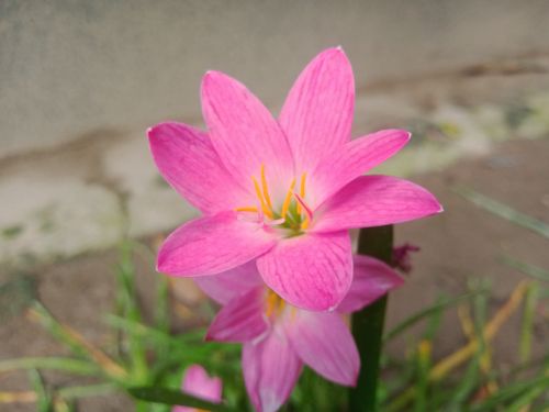 Free Beautiful flower  Stock Photo