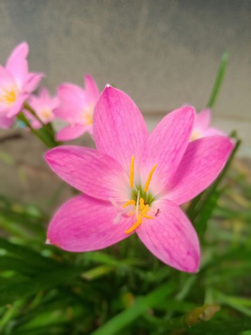 Free refocus_ok Stock Photo