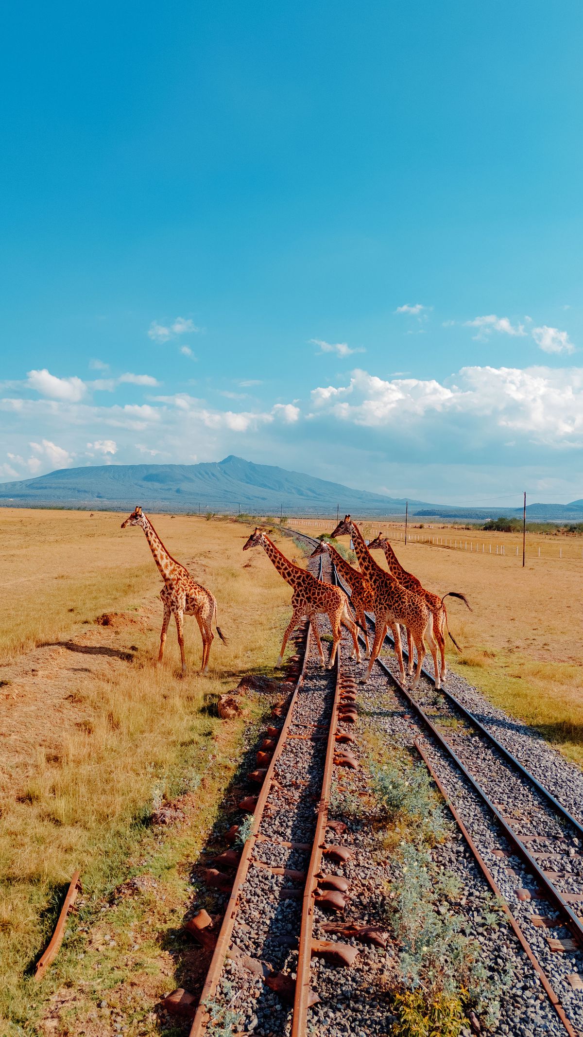 SGR & Air Booking — Rail to the coast, flights across the continent.