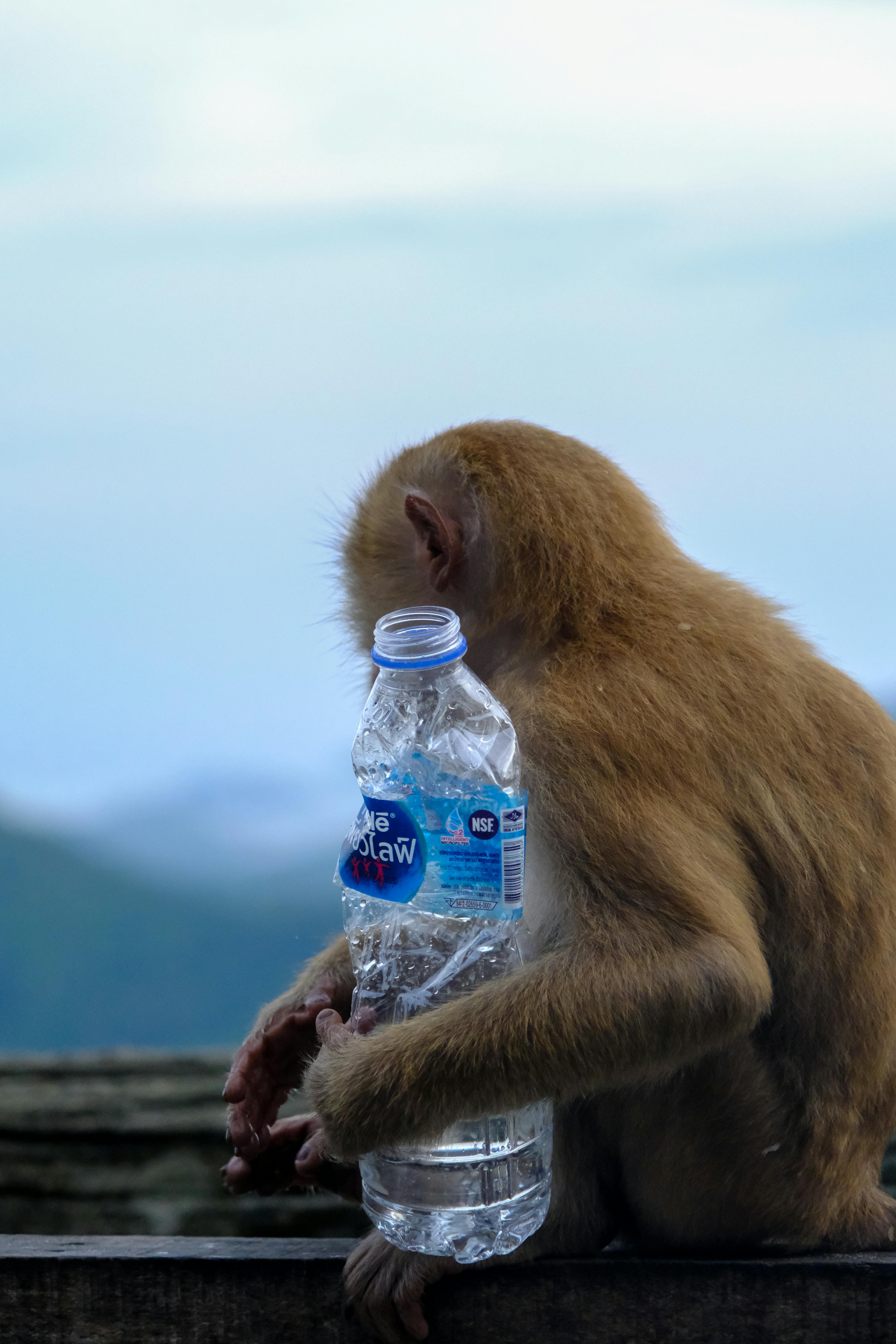 Khỉ N&acirc;u Uống Fanta Chai &middot; Ảnh c&oacute; sẵn miễn ph&iacute;