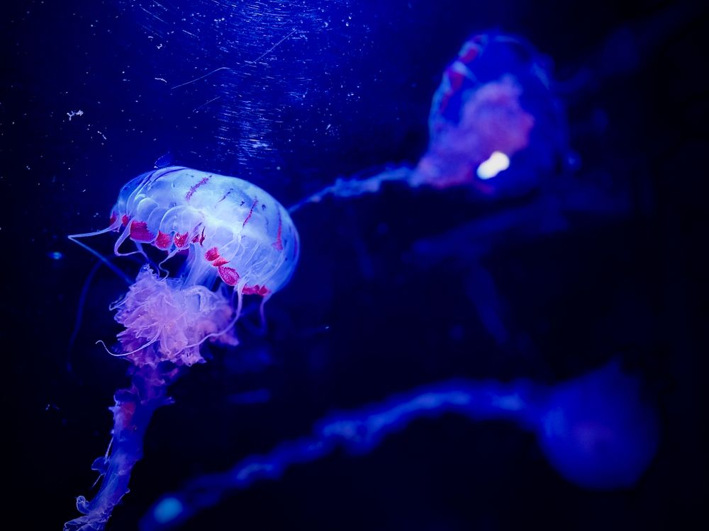 Captivating Jellyfish in Dark Blue Ocean · Free Stock Photo