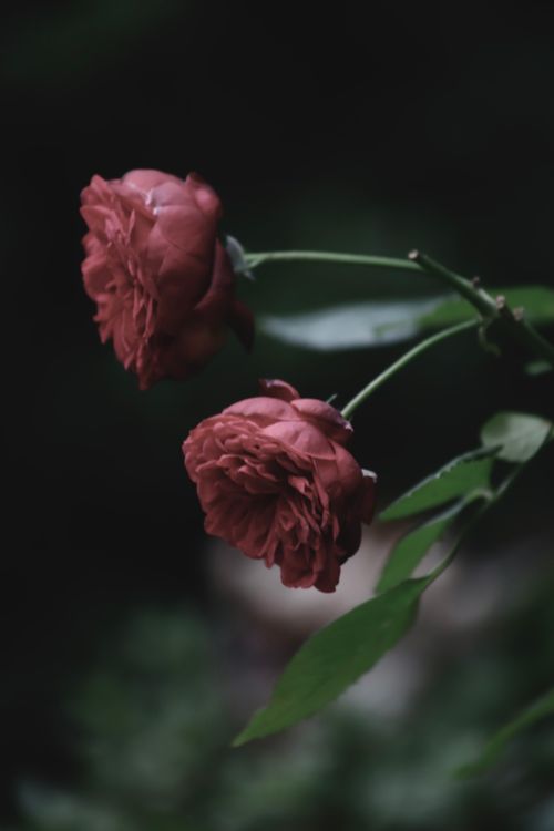 Elegant Red Roses in Low Light Photography · Free Stock Photo