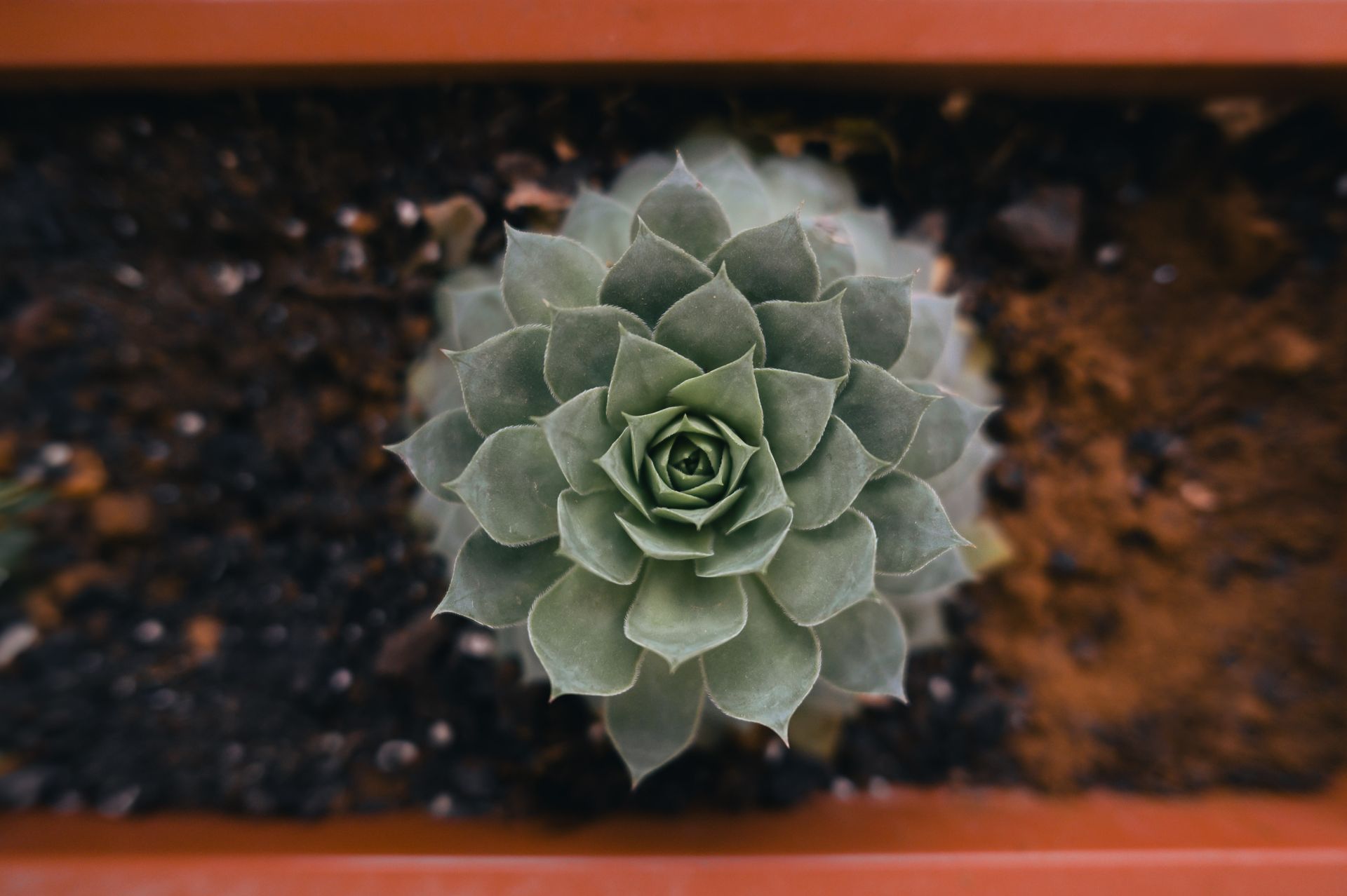 Close-up of a green succulent plant in soil from above, showcasing its rosette pattern.