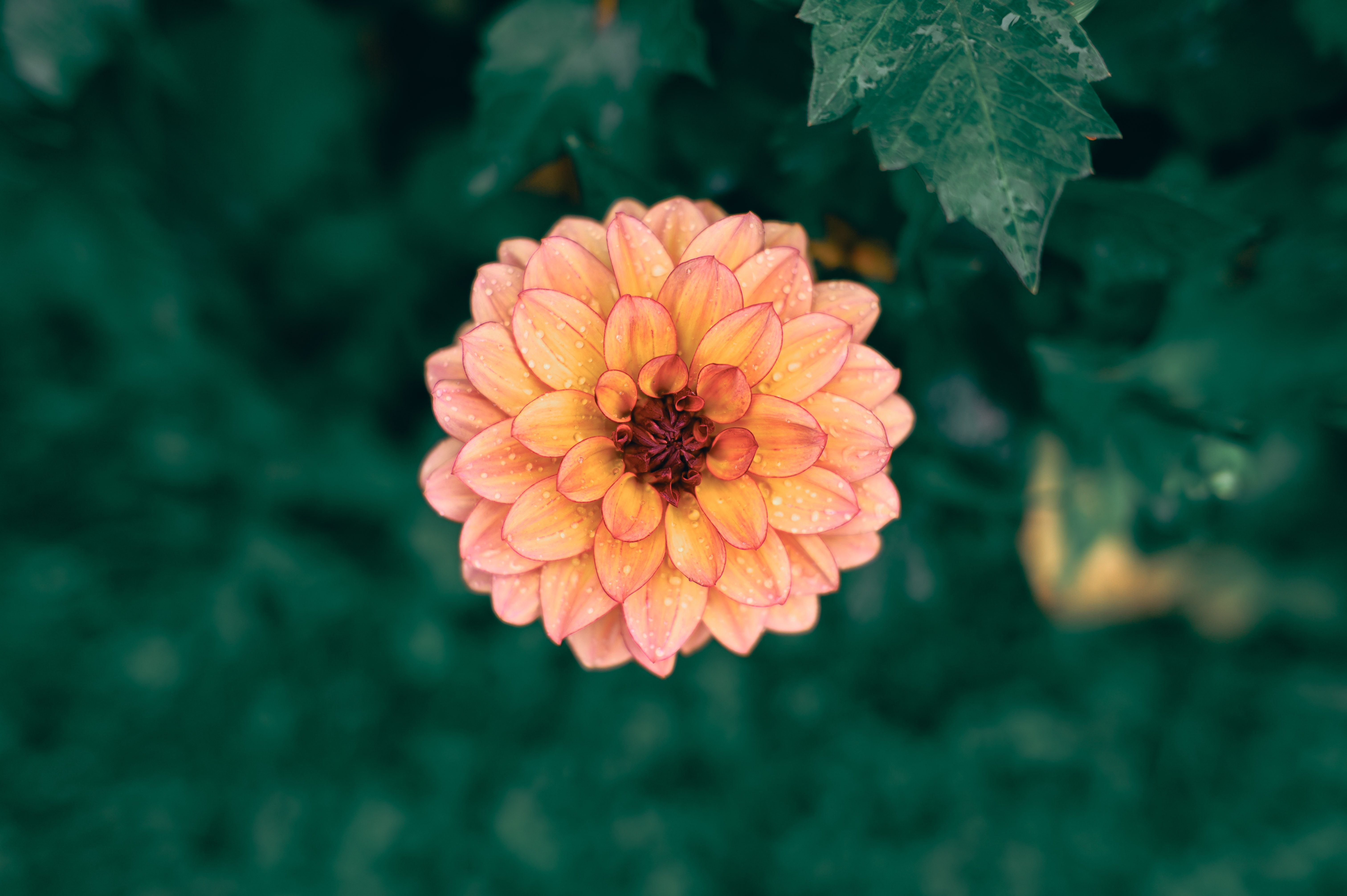 Wie man heimische Blumen erkennt und beim Spaziergang den Hintergrund ruhig hält — was ein Fokuspunkt im Foto bewirkt