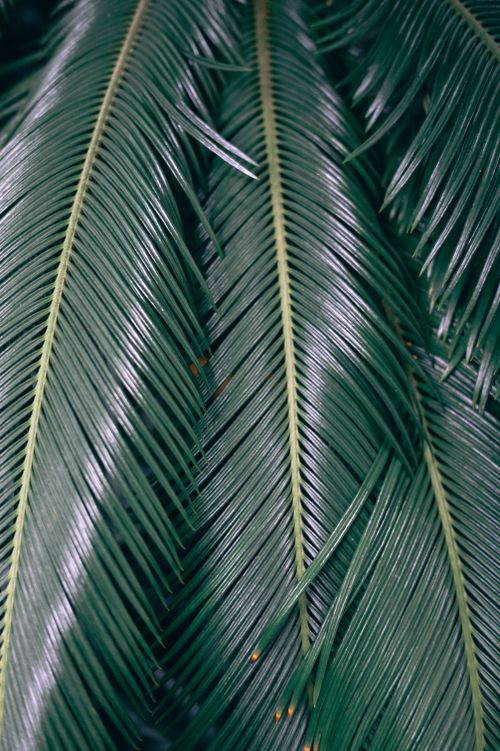 Free Detailed close-up of lush green palm leaves, showcasing natural beauty. Stock Photo