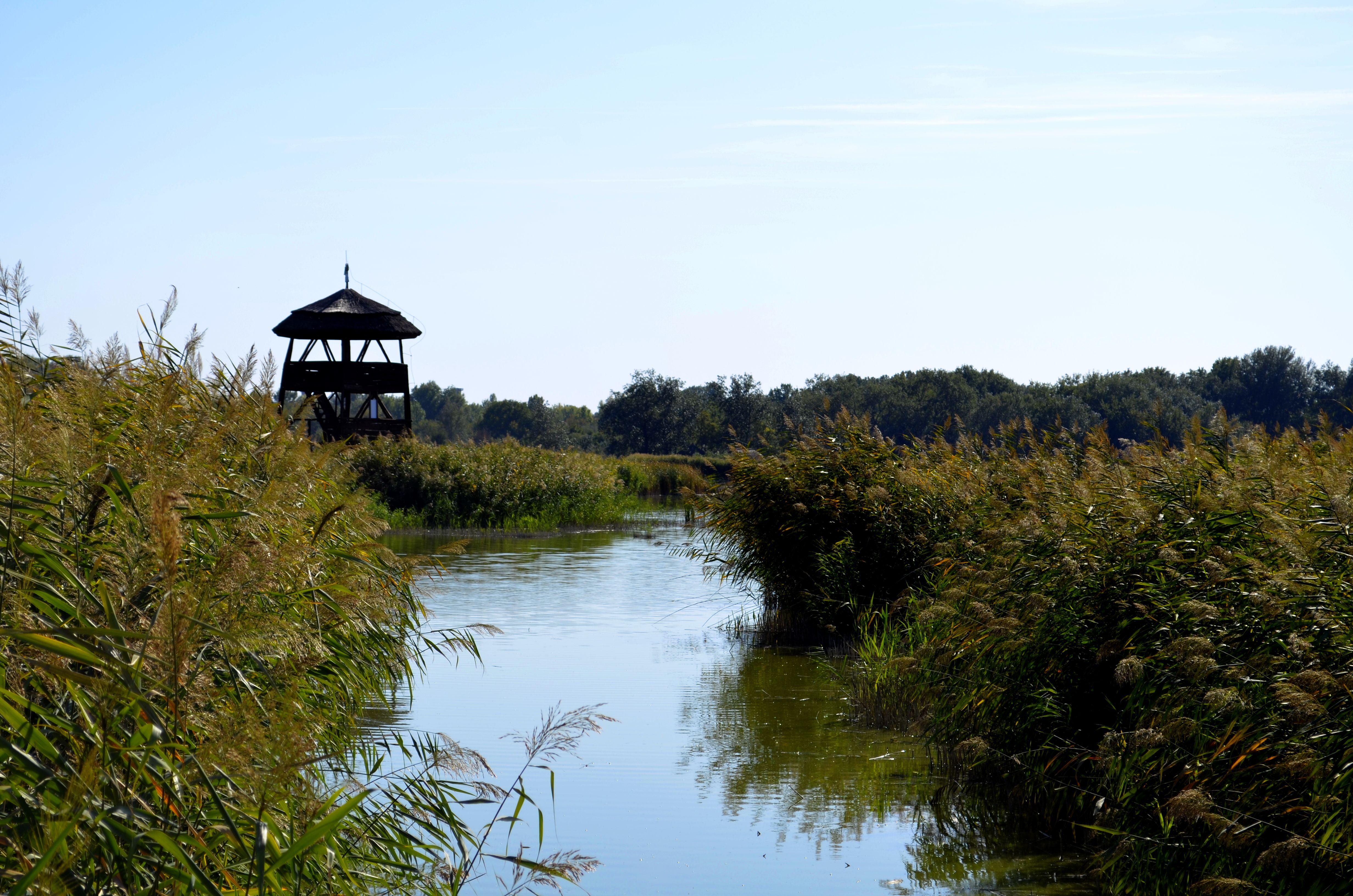 Wooden bird observation tower over reed beds and coastal meadow at Matsalu Bay