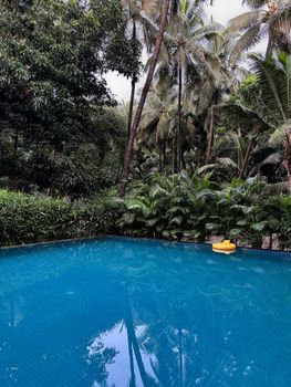 Tranquil pool surrounded by lush tropical palm trees, ideal for relaxation.