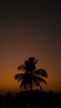 Silhouette of a coconut tree against a vibrant sunset sky in Kochi, India.