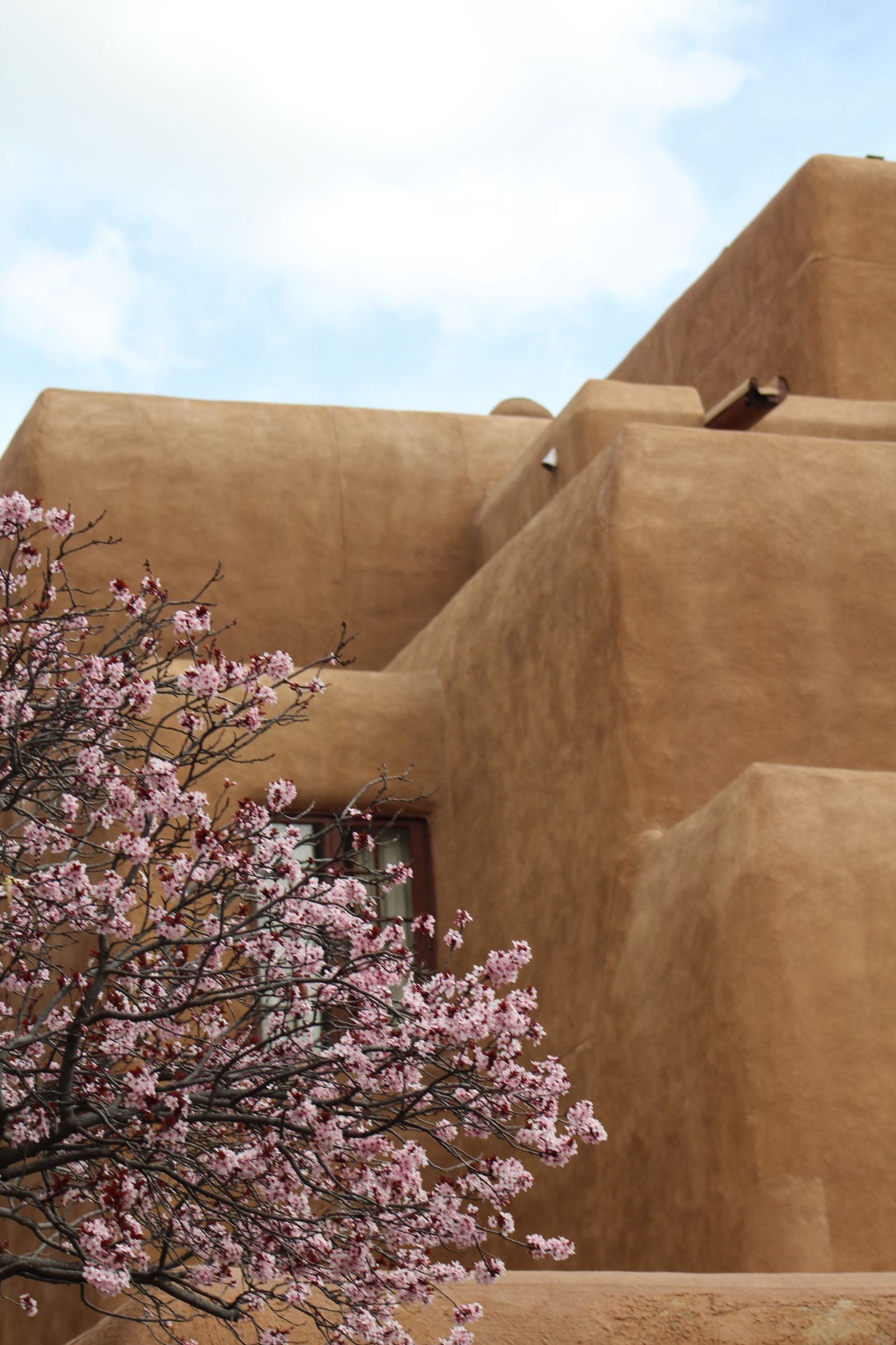 Pueblo Revival adobe architecture in New Mexico with a blossoming tree, the kind of courtyard and gallery-street texture that makes Canyon Road worth wandering