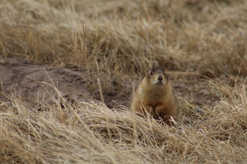 Free A prairie dog peeks through dried grass, blending into its natural habitat. Stock Photo