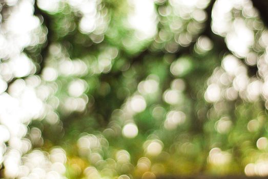 Soft focus image capturing the magical bokeh of sunlit trees in a forest setting.