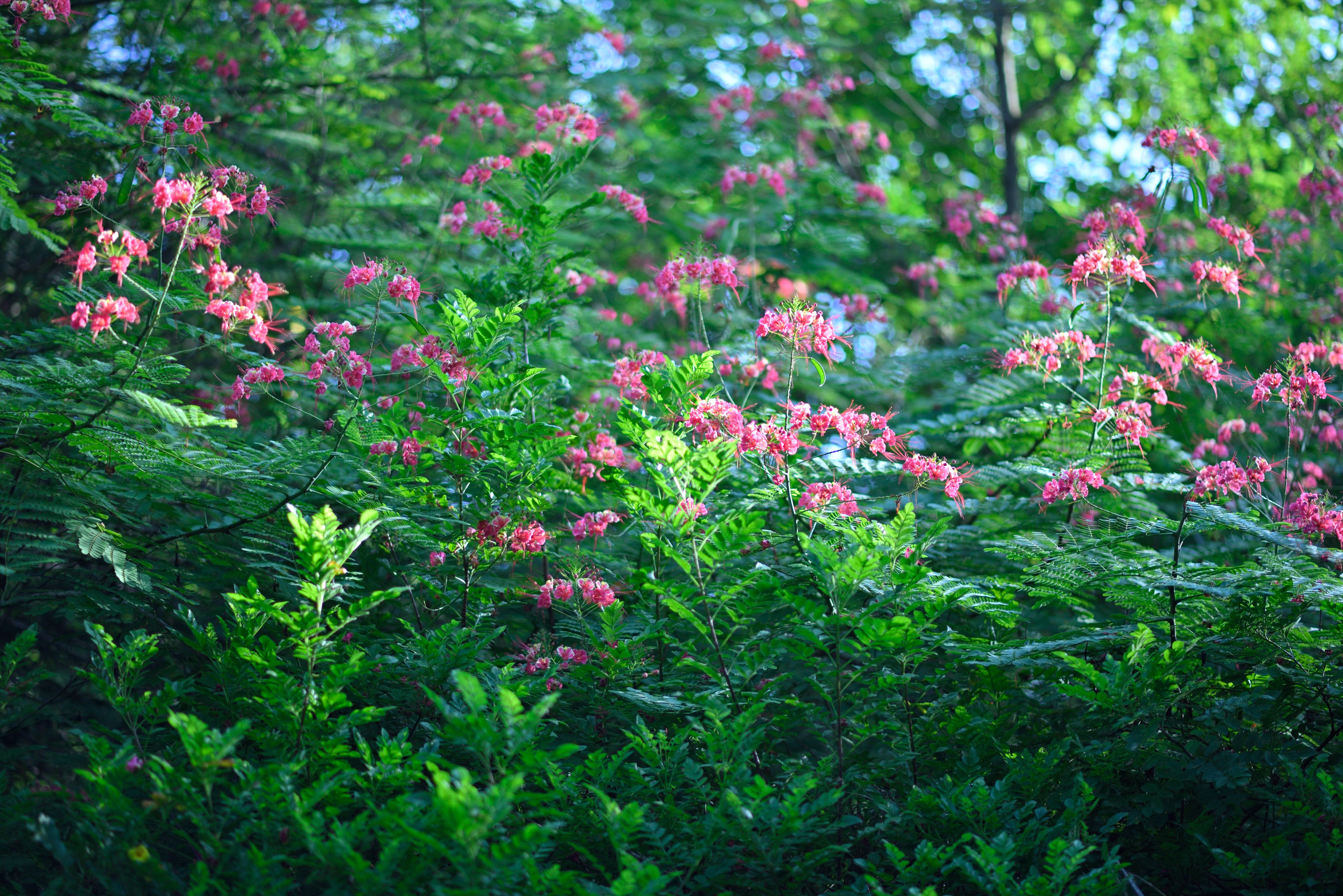 Lush Greenery with Pink Blooming Flowers in Forest · Free Stock Photo